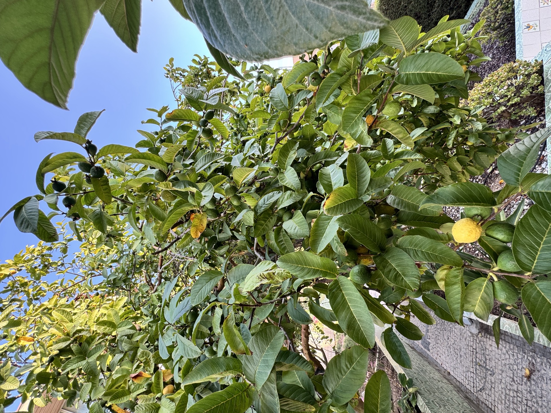 Guava fruit tree in the garden