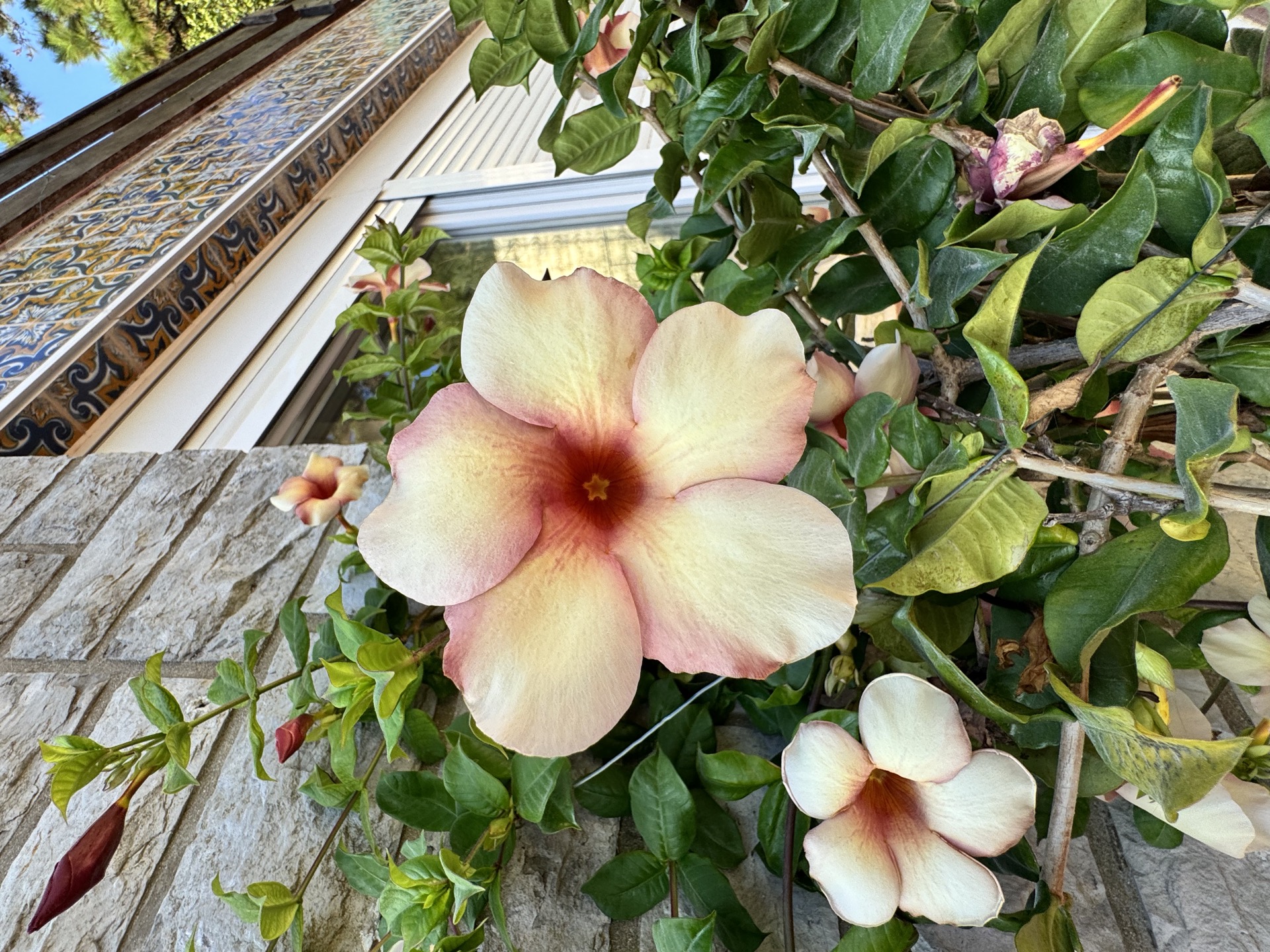 Flowering mandevilla vine on the villa wall
